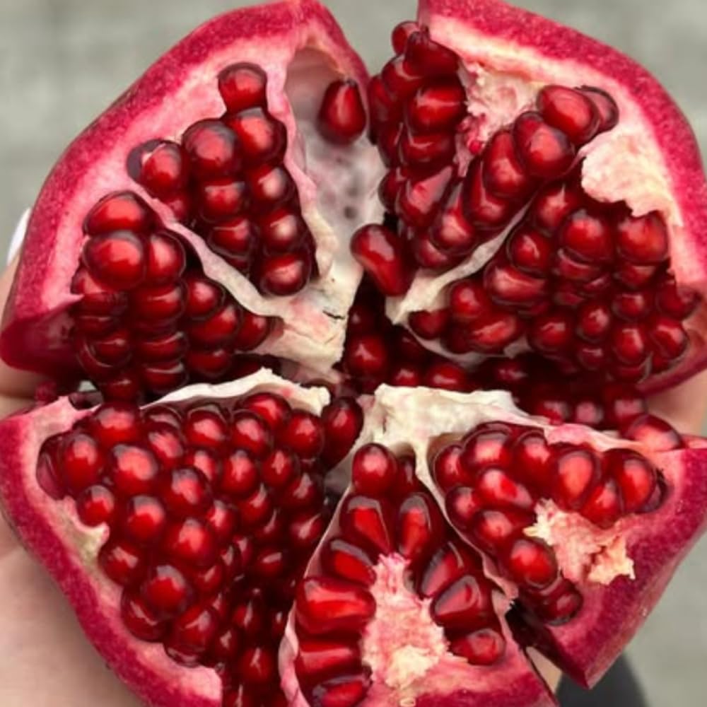 Pomegranate Tree Live Plant Hardy Pomegranate Plant Live Gardening, 3 Gallon Pot, No Ship to CA