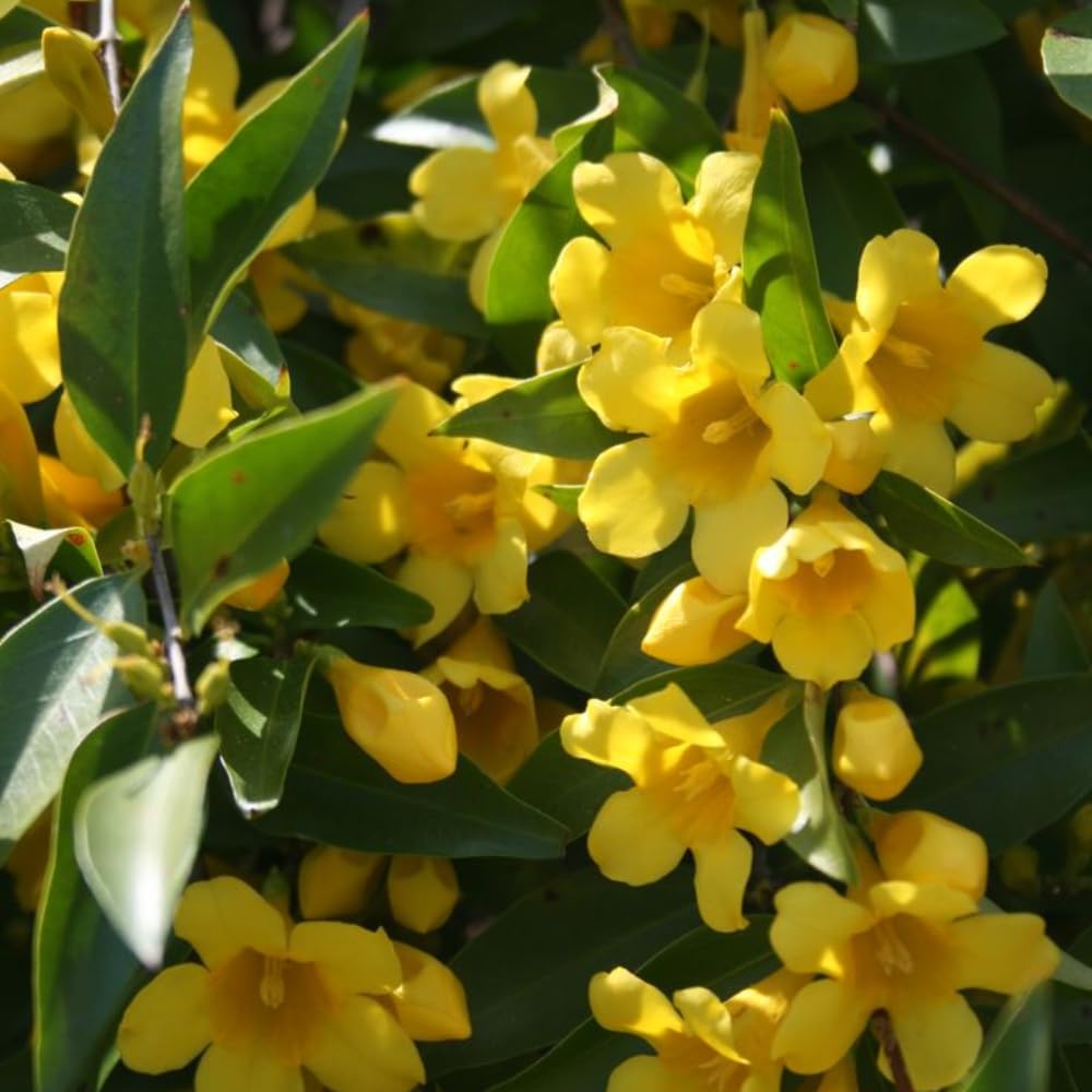Jasmine Plants Live, Set 3 of Yellow Jasmine Live Plants, 5 Inches to 7 Inches Long, Plant for Indoors Or Outdoor Gardening
