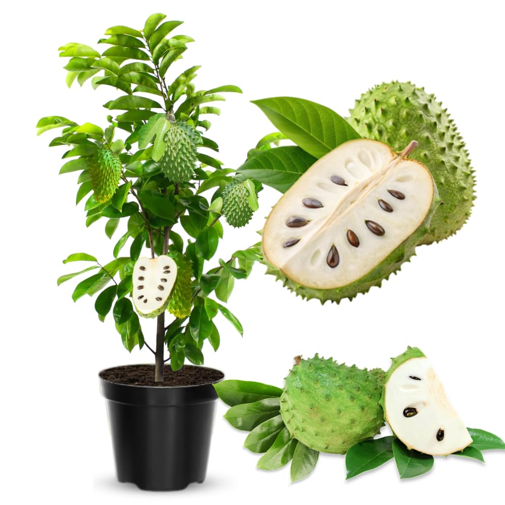 2-3 Feet Sweet Giant Soursop Tree Live Plant in 1 Gallon Pot, 2-3 Years Old, Guanabana Annona Muricata Plants for Zones 10-11 Planting
