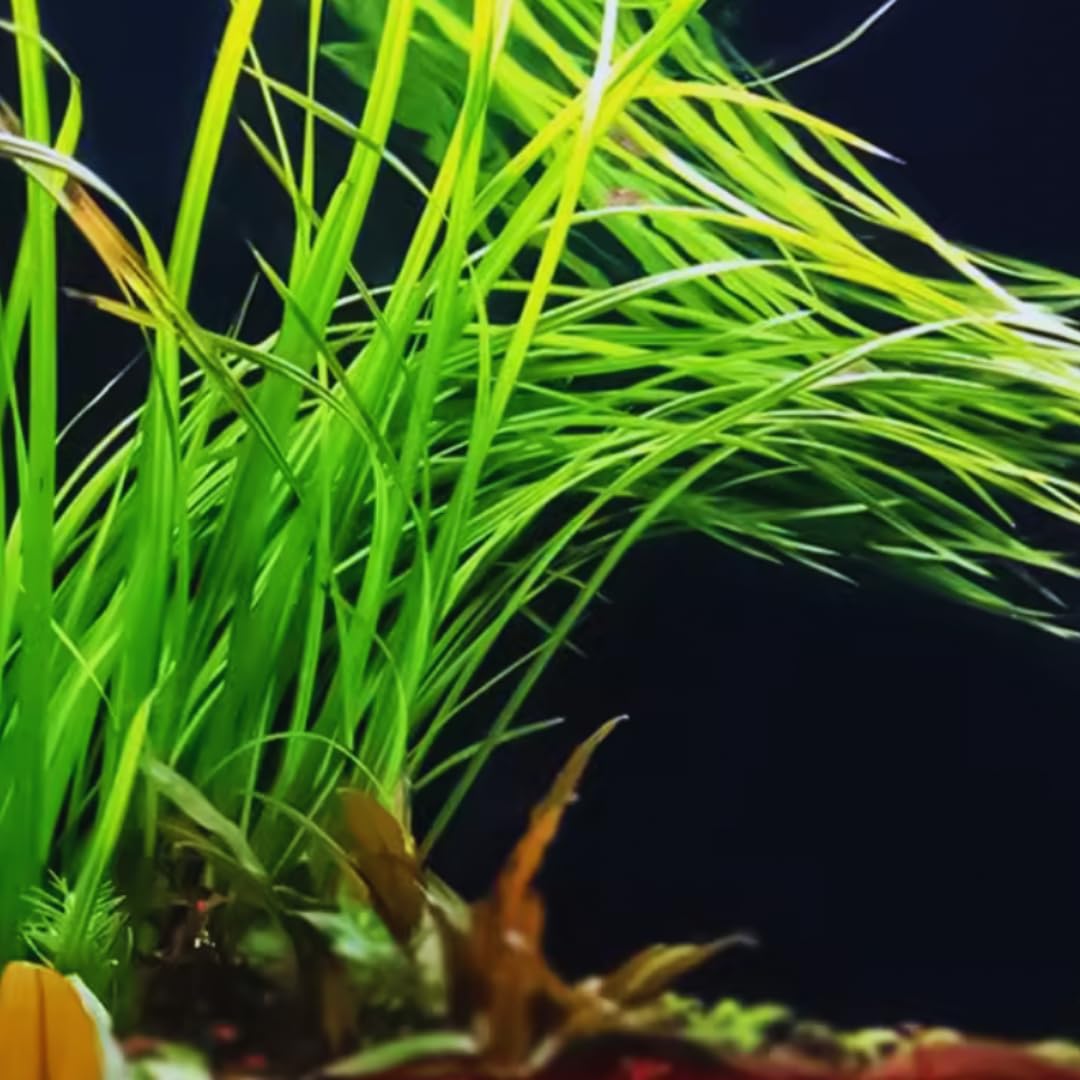 3 Jungle Vals Plants, Jungle Vallisneria Aquarium Plants Live from 4 to 5 Inc Tall, Aquarium Pond Aquatic Plant