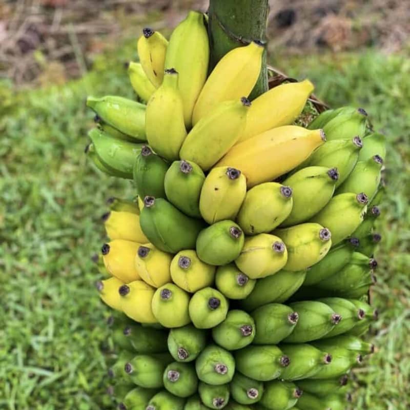Sweet Tart Banana Tree Live Plant, Cold Hardy Banana Plant Live, Tropical Banana Fruit Seedling, Well Rooted 4-8 Inch Tall