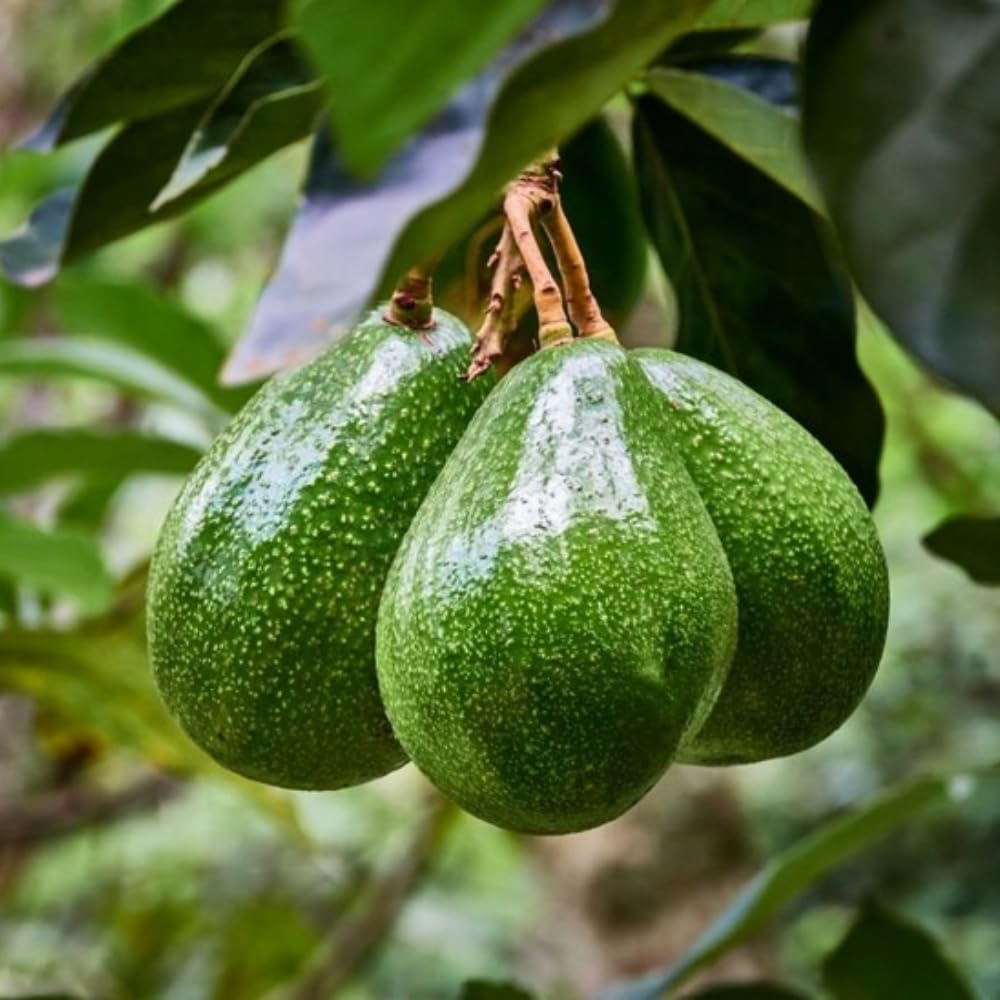 HASS Avocado Live Plant, Avocado Plant, Fruit Tree, Well Roots, 1-2 Feet Tall in 3 Gallon Pot for Planting