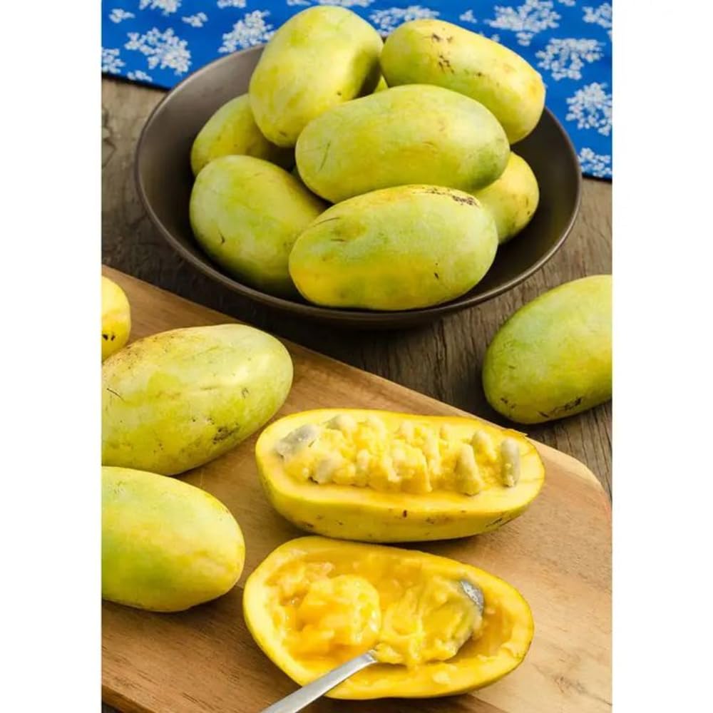 Pawpaw Tree Live Plant, Pawpaw Seedlings 6-14 Inch Tall, Hardy Fruit Trees for Planting Outdoors, in Quart Pot