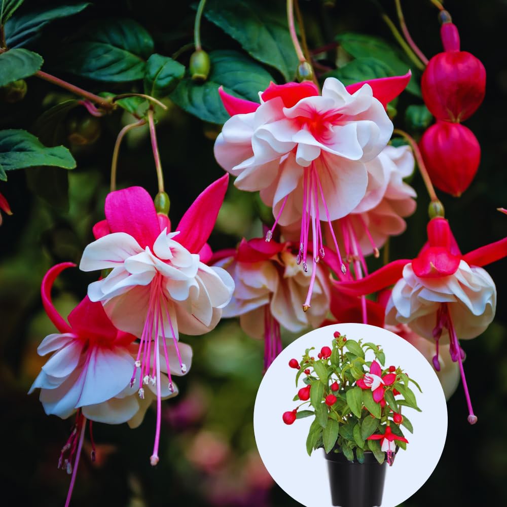3 Fuchsia Plants Live, 5 to 7 Inc Tall, Red White Fuchsia Flower Plants for Your Garden