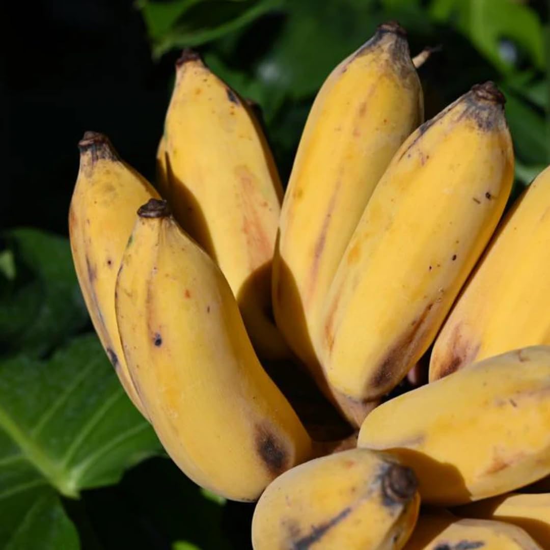 Yellow Banana Tree High Yield, Banana Live Plant Tropical Fruit, Easy to Plant Outdoor Banana Plants, 5-7 Inc Tall, Well-Rooted, No Pot, Winter Hardy