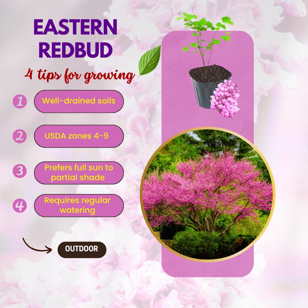 Eastern Redbud Tree Live Plant, Hardy Flowering Red Bud Plant from 1 to 2 Feet Tall, Vibrant Flowers for Outdoor Garden