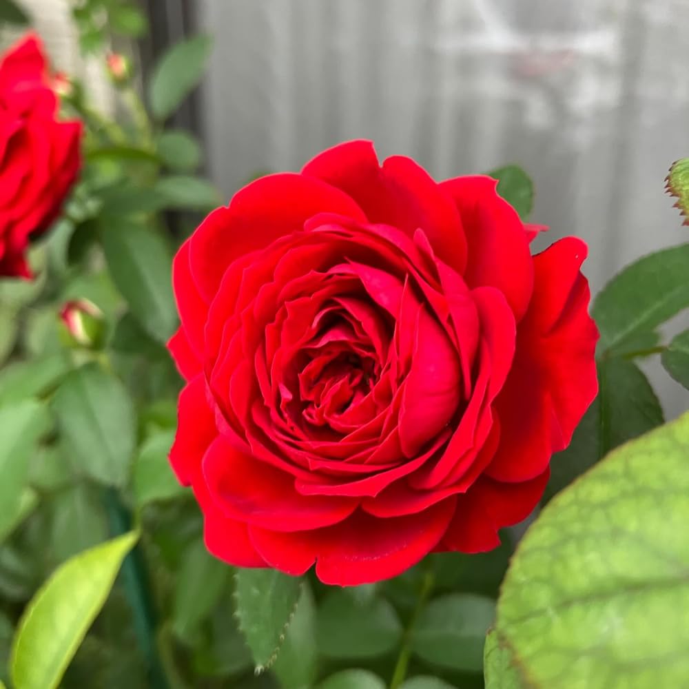 Red Rose Plant Live in 3 Gallon Pot, Compact Hardy Rose Shrub with Colorful Blooms for Patio, Container and Outdoor Planting