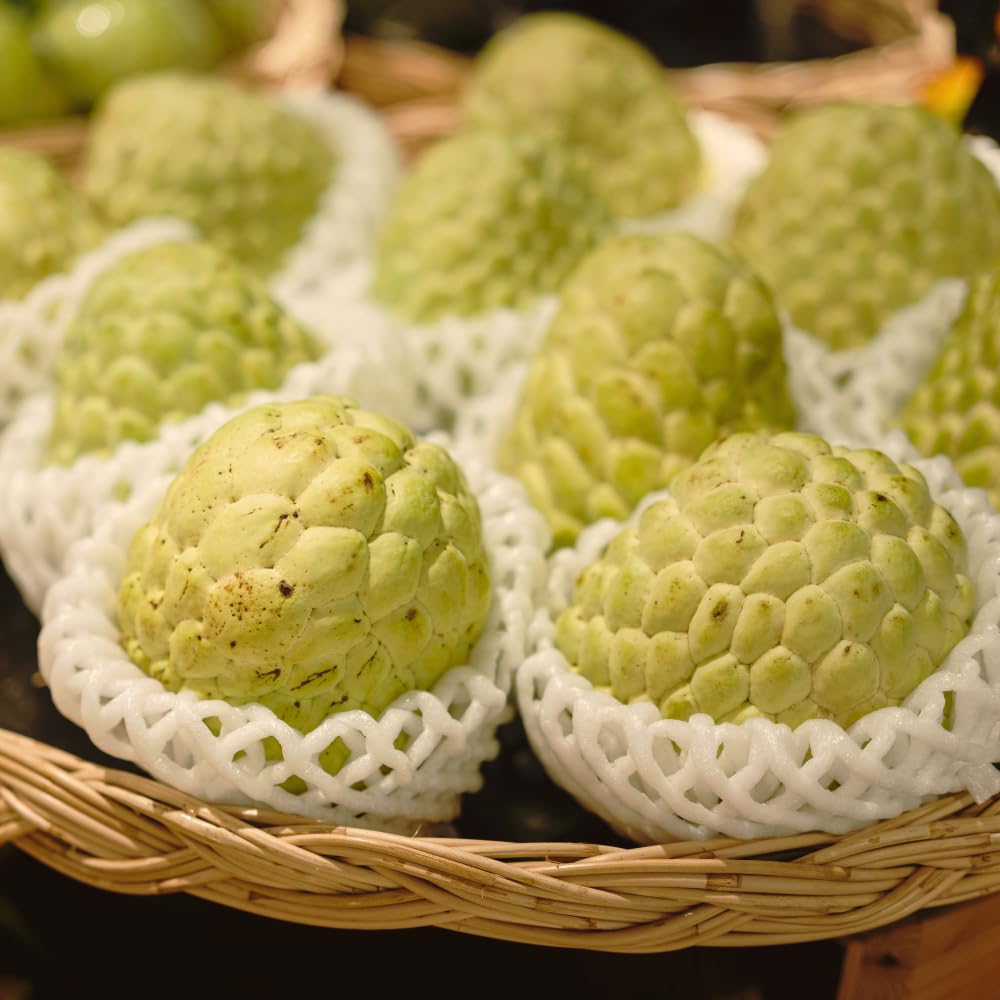 Yellow Sugar Apple Tree Live Plant in 3 Gallon Pot, Sugar Apple Fruit Trees Live Plants, Tropical Sweet Fruits, 2-3 Feet Tall, Ready for Home Orchard, No Ship to CA