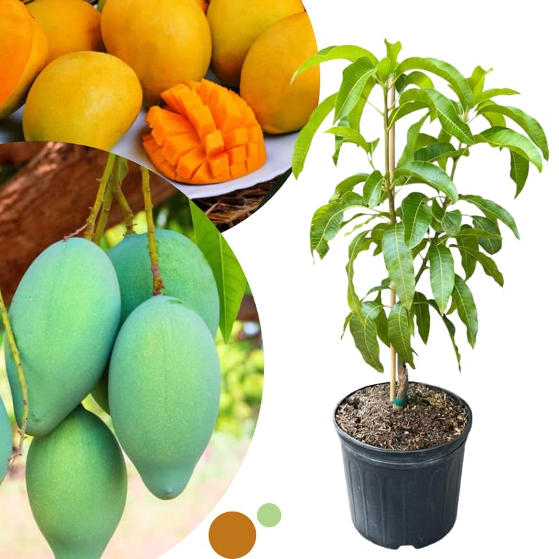 Sweet Tart Mango Tree Live Plant for Planting, Grafted Mango Plant in 3 Gallon Pot, Fast Growing Tropical Fruit Tree Seedlings