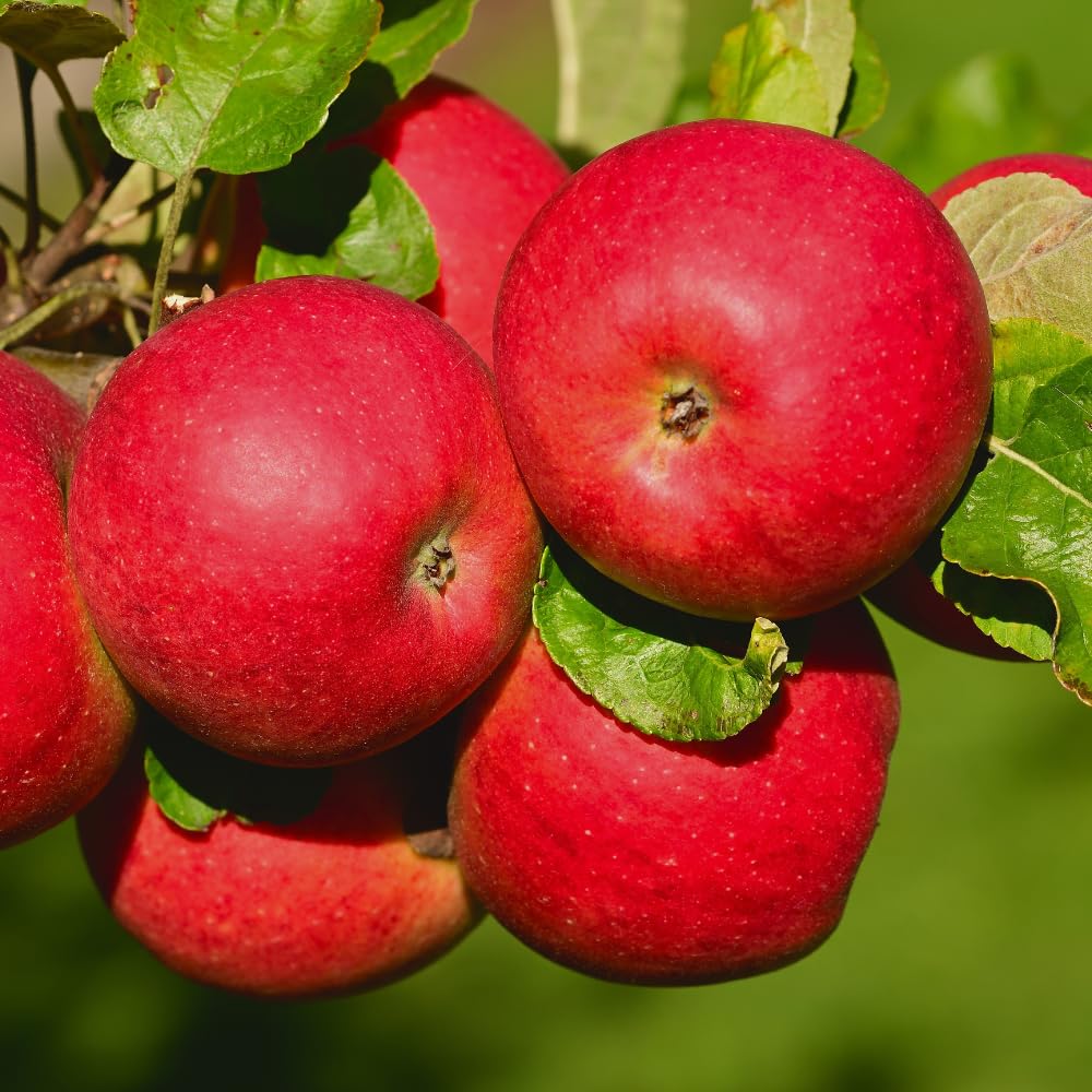 Apple Trees Live Plant, Red Delicious Apple Tree in 3 Gallon Pot, Sweet Fruit Tree from 2 to 3 Feet Tall, Ready for Outdoor Garden, No Ship to CA