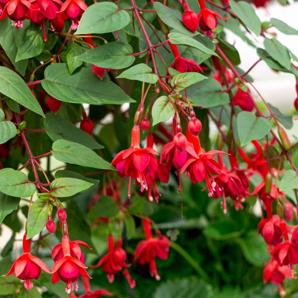 Red Fuchsia Plant Live, Fuchsia Flower Plant, Indoor Outdoor Garden Planting, 2-4 Inches Tall