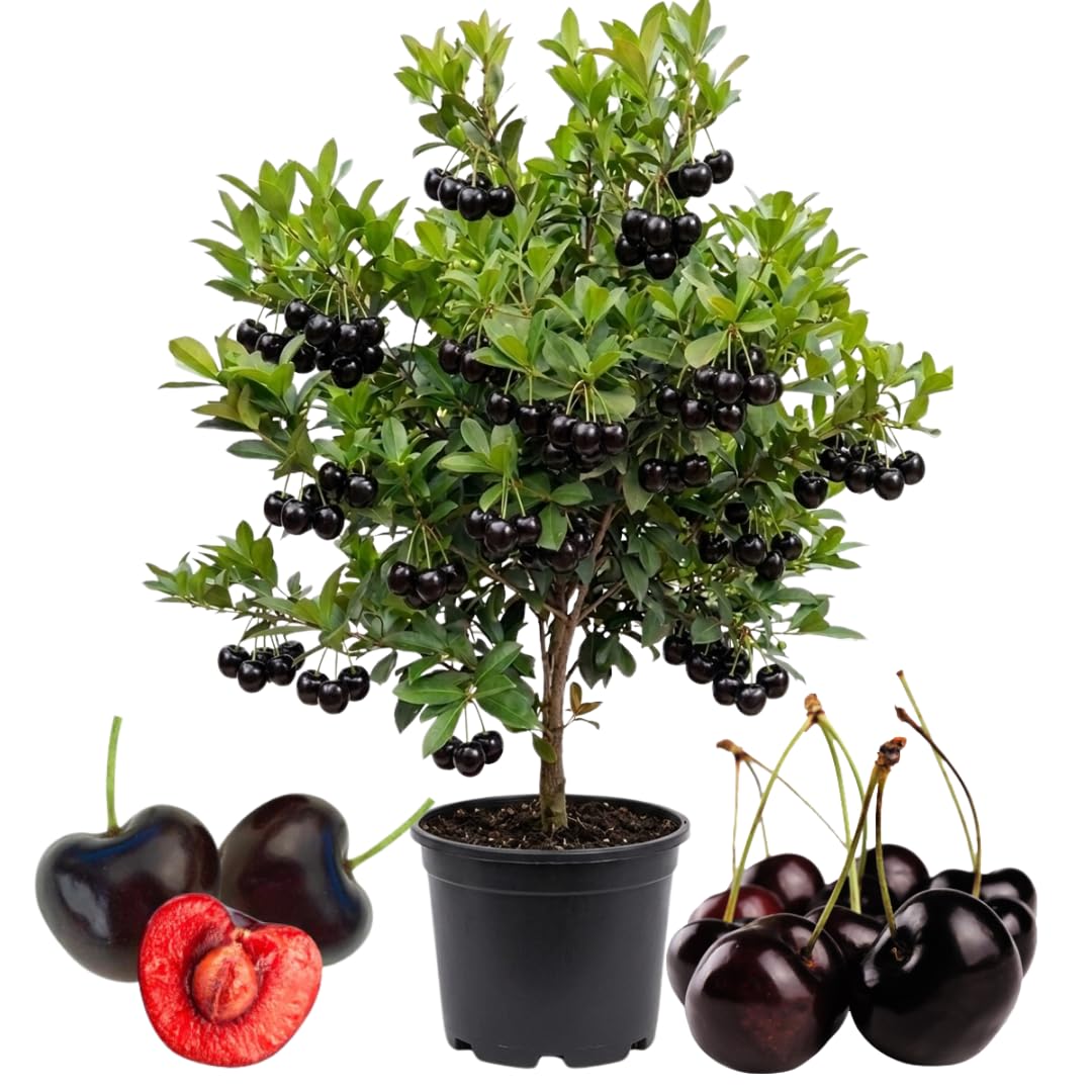 Cherry Tree Live Plant, Sweet Cherry Fruit Tree, Cold Hardy Outdoor Garden Tree, 3–4 Feet Tall in 3 Gallon Pot, Ready to Grow, No Ship to CA (Black Cherry)
