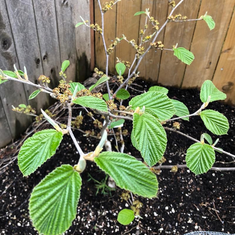 Witch Hazel Plant, Quart Pot, 6 to 12 Inch Tall Witch Hazel Tree Plants in Planting, Dormant in Winter