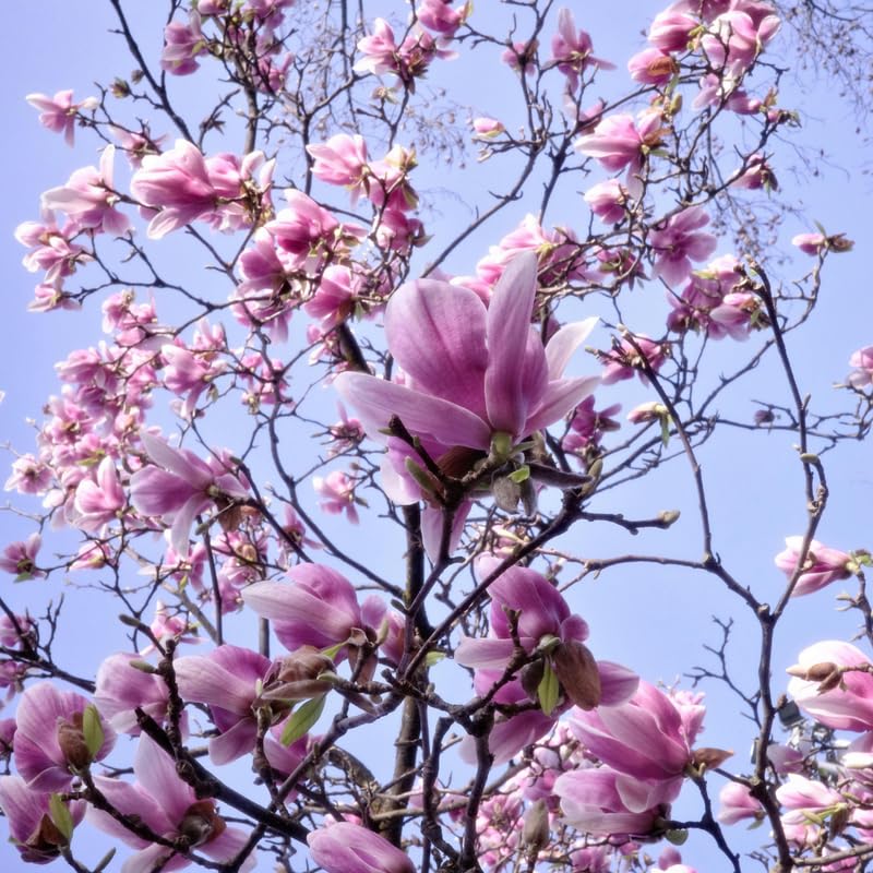 Jane Magnolia Tree, Magnolia Trees Live Plants, 3 Feet Tall in 3 Gallon Pot, Pink Flower Shrubs for Outdoor Growing, No Ship to CA
