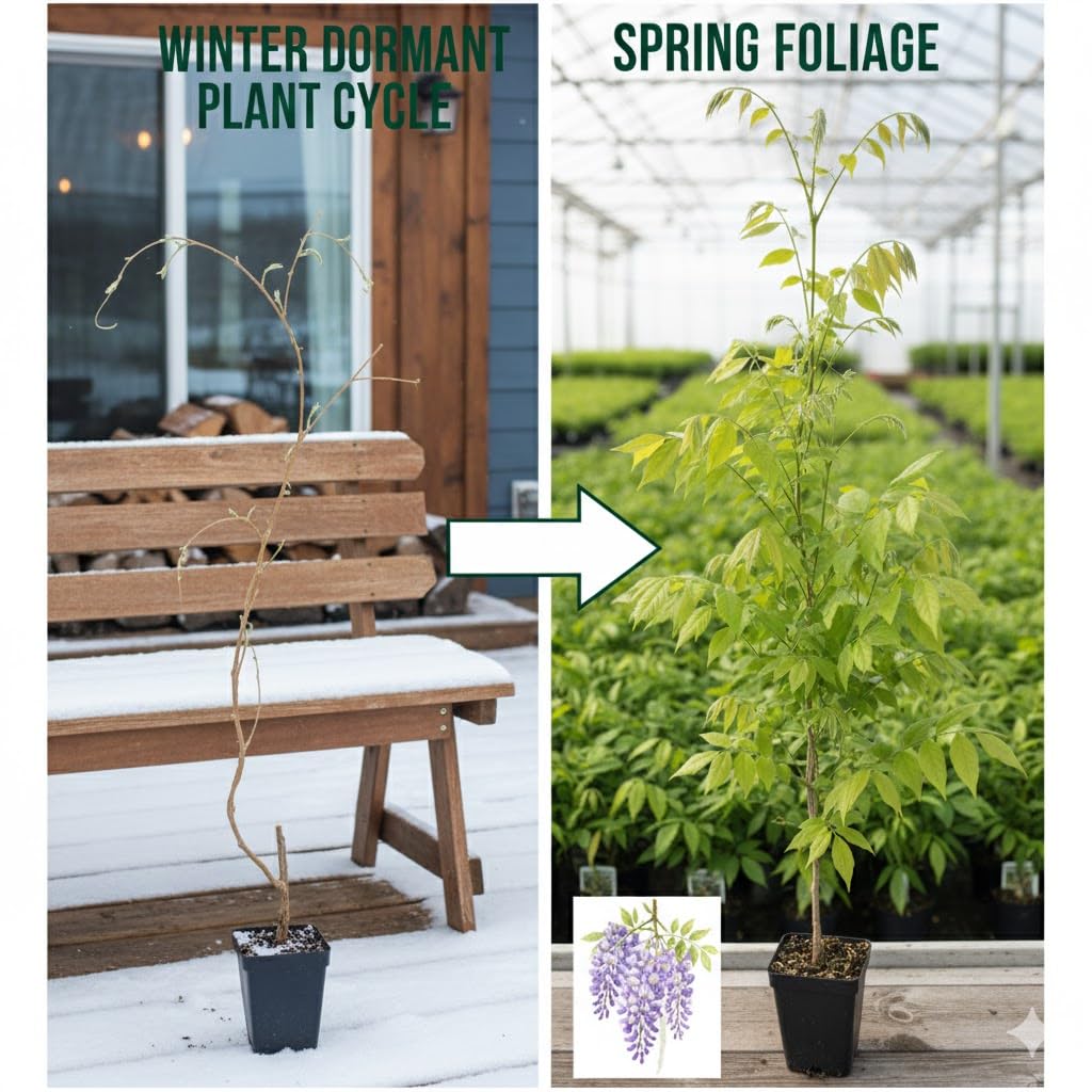 Blue Wisteria Vine Live Plant, 6-12" Tall in 2.5 Inch Pot, Hardy Climbing Flowering Plant for Garden or Patio,Wisteria Tree