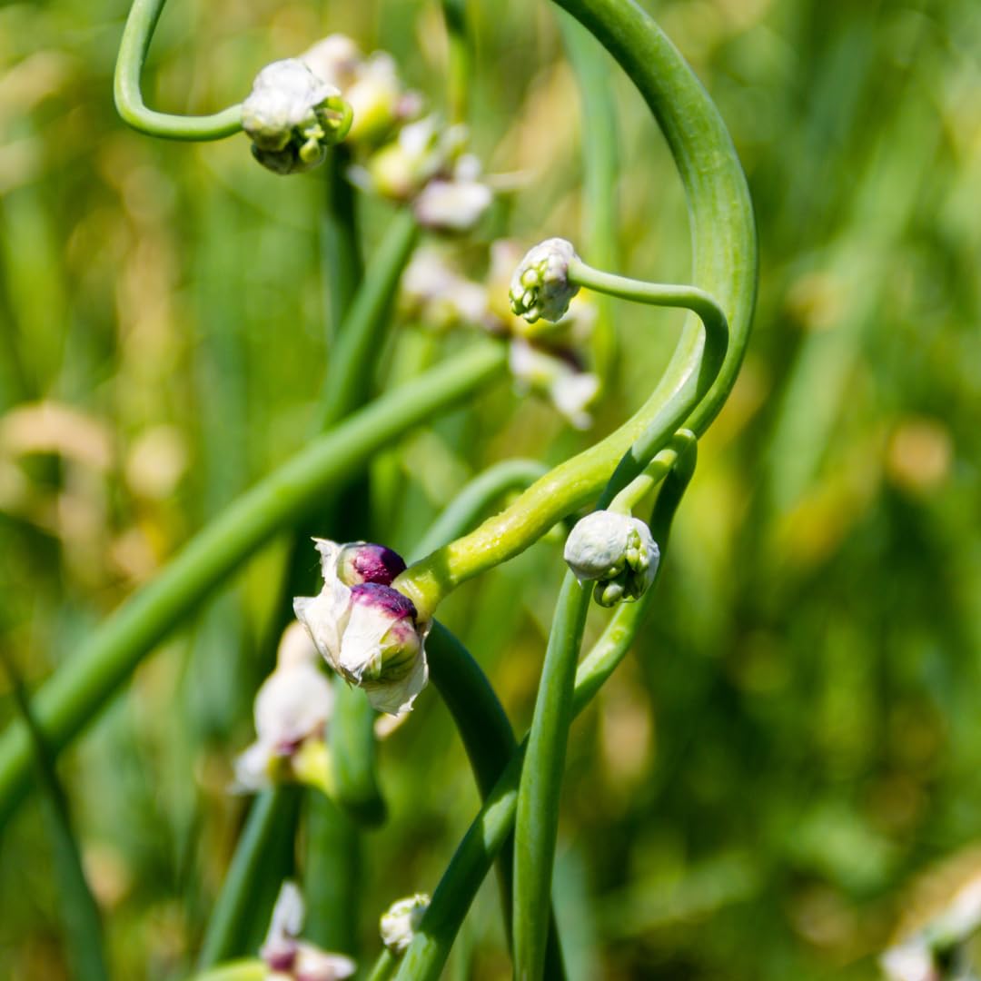 5 Egyptian Walking Onion Live Plants, Perennial Garden Onions