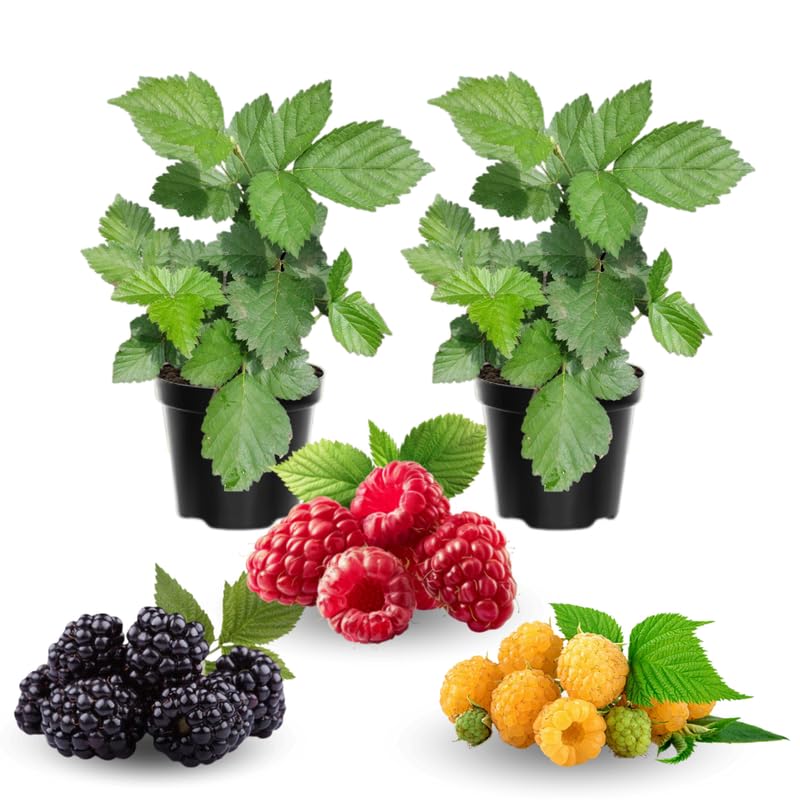 2 Raspberry Plants Live, Random Raspberry Bush for Planting, 4-7" in Tall, Spring Raspberries Cold Hardy