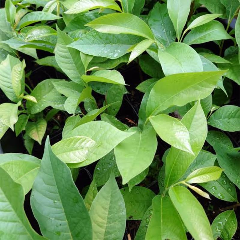 Pawpaw Plant Live Tree, 1-2 Feet Tall, Common Pawpaw Unique Fruit Tree for Home Gardens, Dormant and Bare Root
