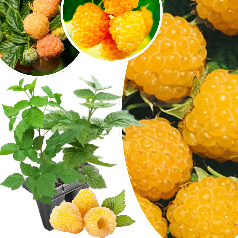 2-Pack Raspberry Plants Live, Raspberry Bushes Live Plants Well-Rooted, 5-9 Inch Tall, Raspberry Fruits (Fall Gold Raspberry)