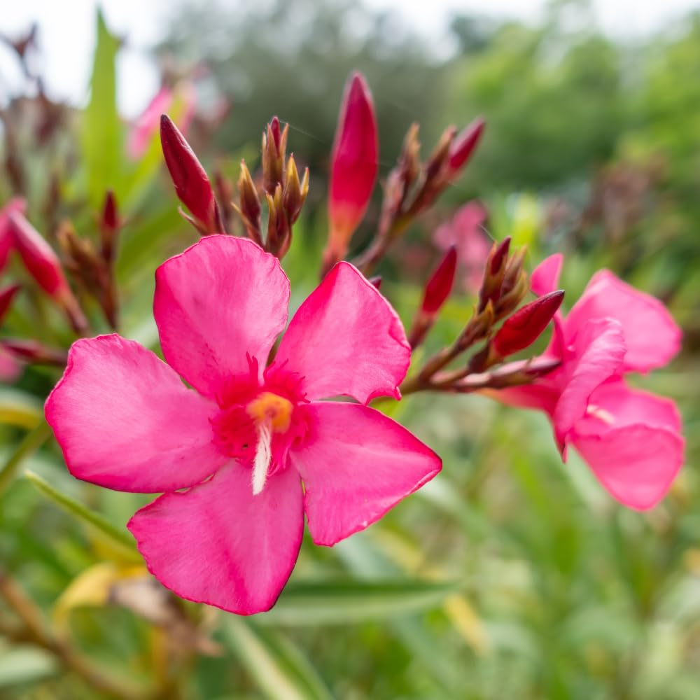 4 Oleander Plants Live, Pink Oleander Flowering Bush Shrub, 3 to 5 Inches
