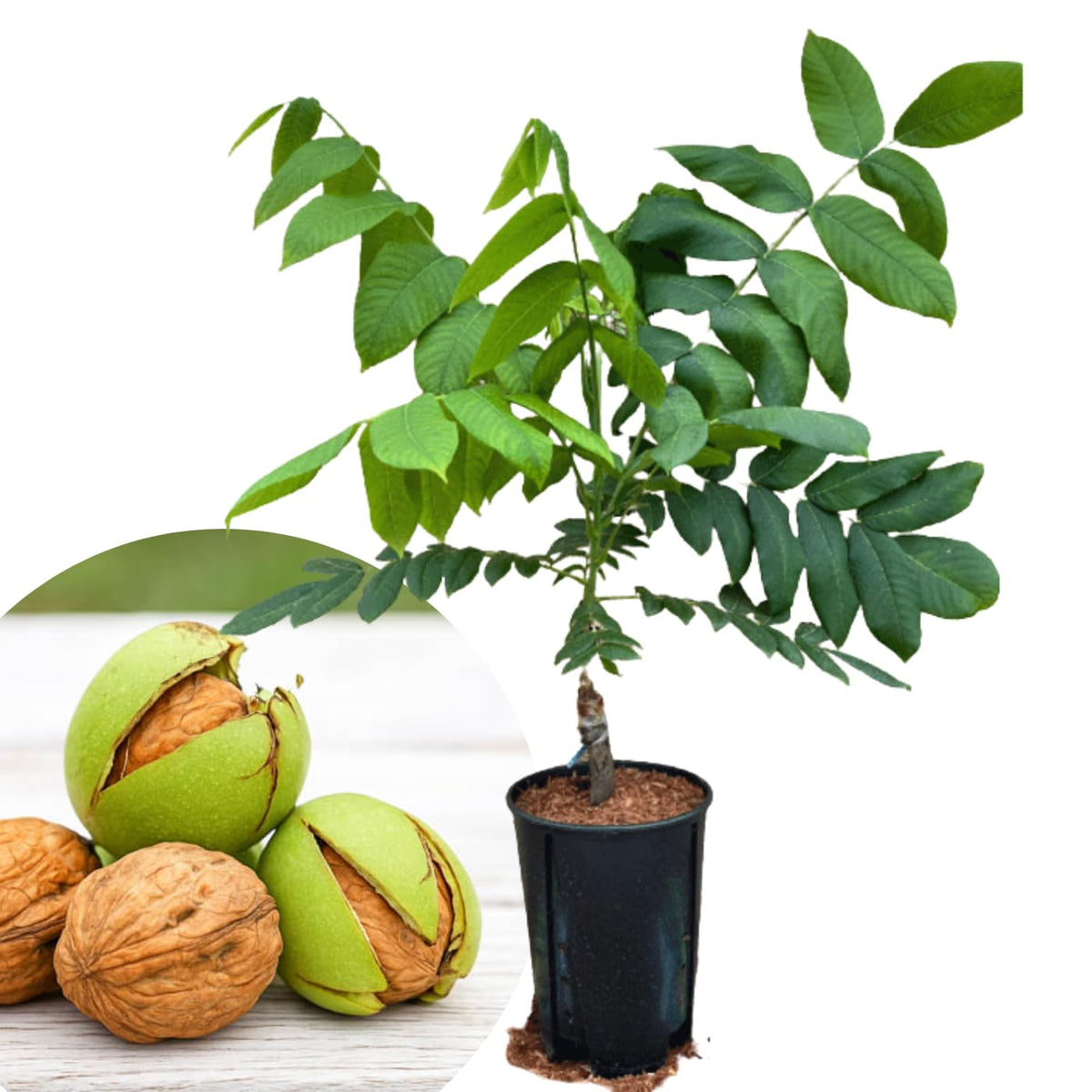 English Walnut Trees Live Plants, 2-3Ft Cold Hardy, Dormant, 1 Year Old Walnut Butternut Like, Walnuts Trees for Spring Planting
