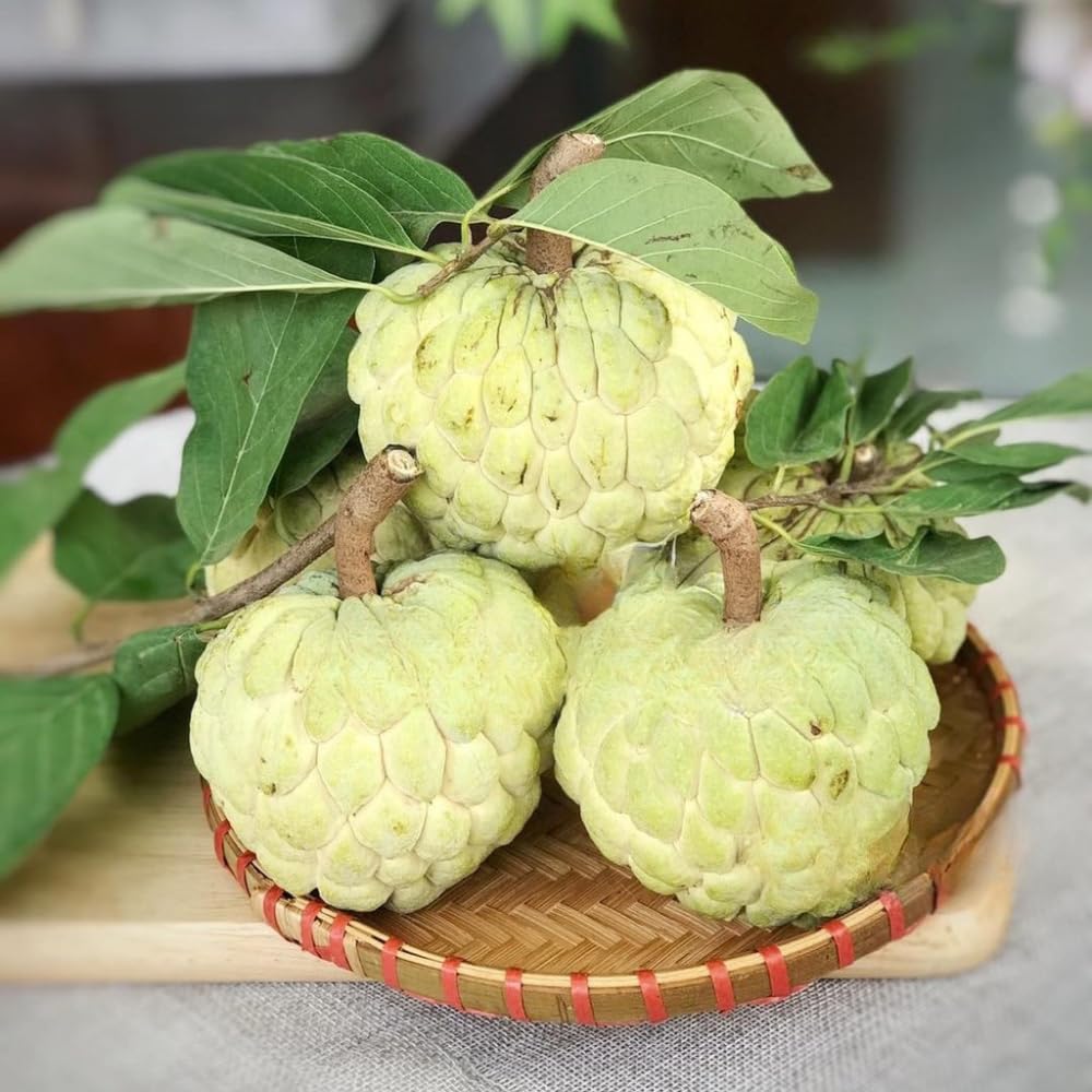 Yellow Sugar Apple Tree Live Plant, 2-3 Feet Tall in 3 Gallon Pot for Container and Outdoor Planting, No CA