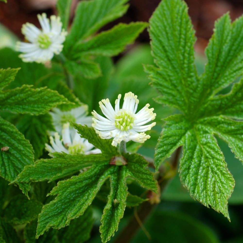 5 Goldenseal Roots Live Plants, Bare Root Goldenseal Herb for Outdoor Growing and Planting