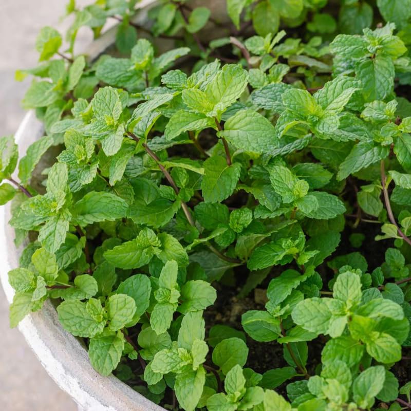 Set 4 Live Mojito Mint Plants for Planting, 4 to 8 Inch Tall Herb Live Plants, Fragrant Herb Mint Plant for Home Garden