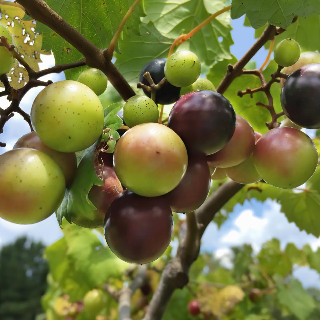 Live Muscadine Grape Vine Plant, Hardy Sweet Fruit Vine, 20–24 Inches Tall in 1 Gallon Pot for Outdoor Garden Growing, No Ship to CA