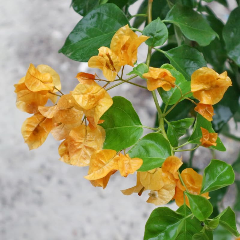 Set 2 Gold Bougainvillea Plants, 5-8" Tropical Bougainvillea Plant Starter, Colorful Perennial Blooms, Live Well Rooted Plant
