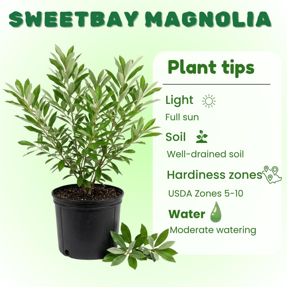 Sweetbay Magnolia Tree Live Plant, Hardy Fragrant Flowering Magnolia Plants, Fragrant White Flowers, 2-3' Tall in 3 Gallon Pot for Outdoor Gardening, No Ship to CA