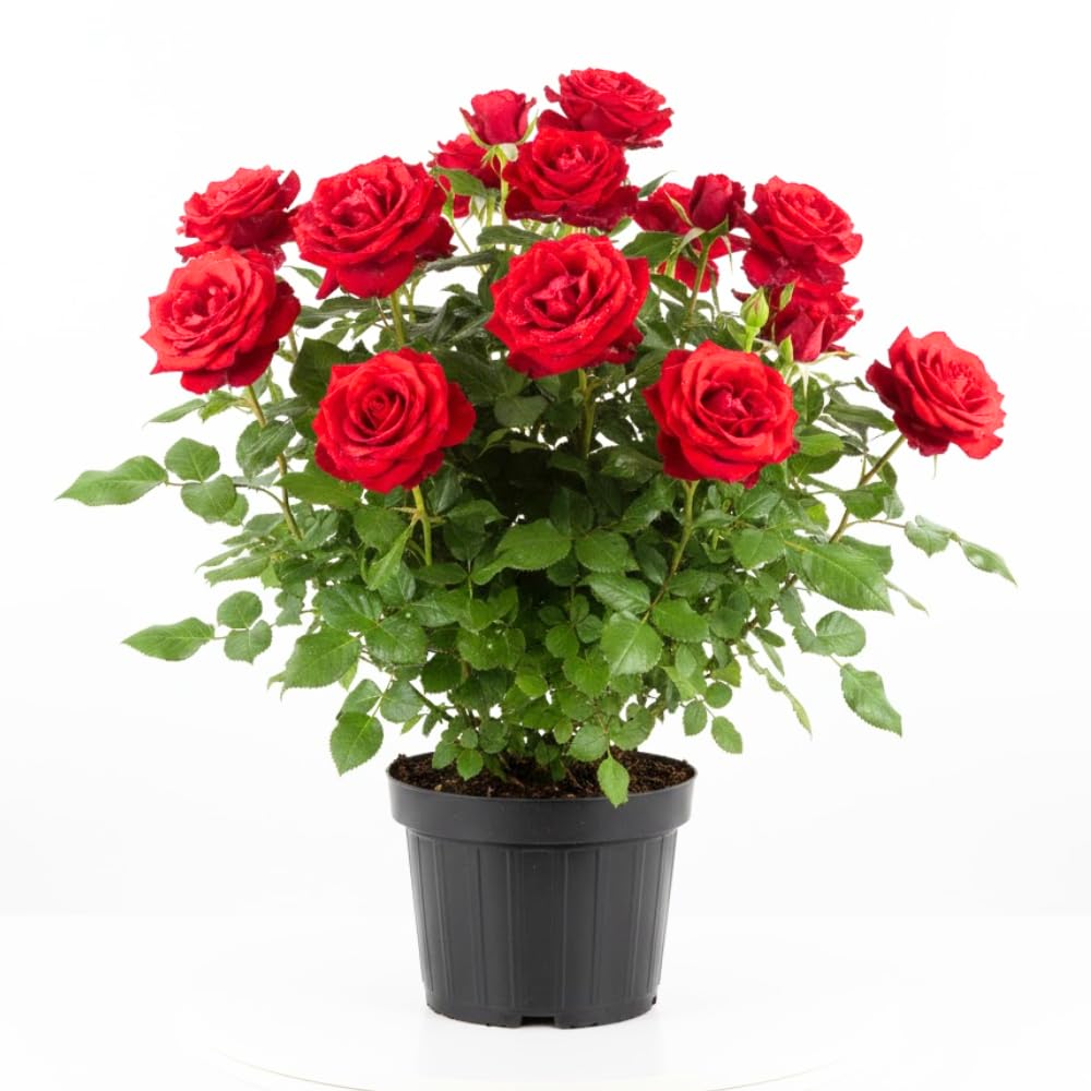 Red Rose Live Plants, Well Rooted from 2 to 3 Feet Tall, Live Rose Bushes Ready to Plant Outdoor, Compact Rose Bush for Gift and Garden