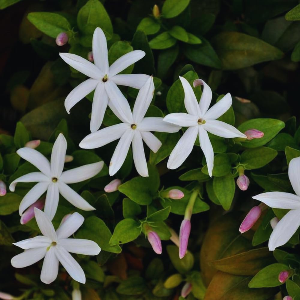 Jasmine Plants Live, Set 3 of White Jasmine Live Plants, 5 Inches to 7 Inches Long, Plant for Indoors Or Outdoor Gardening