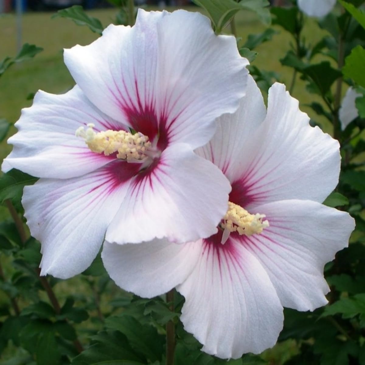 White Rose of Sharon Live Plant, 6-12" Tall Althea Hibiscus Plants in Quart Pot, Perennial Hardy Hibiscus Plant Bush for Outdoors Garden, Dormant in Winter
