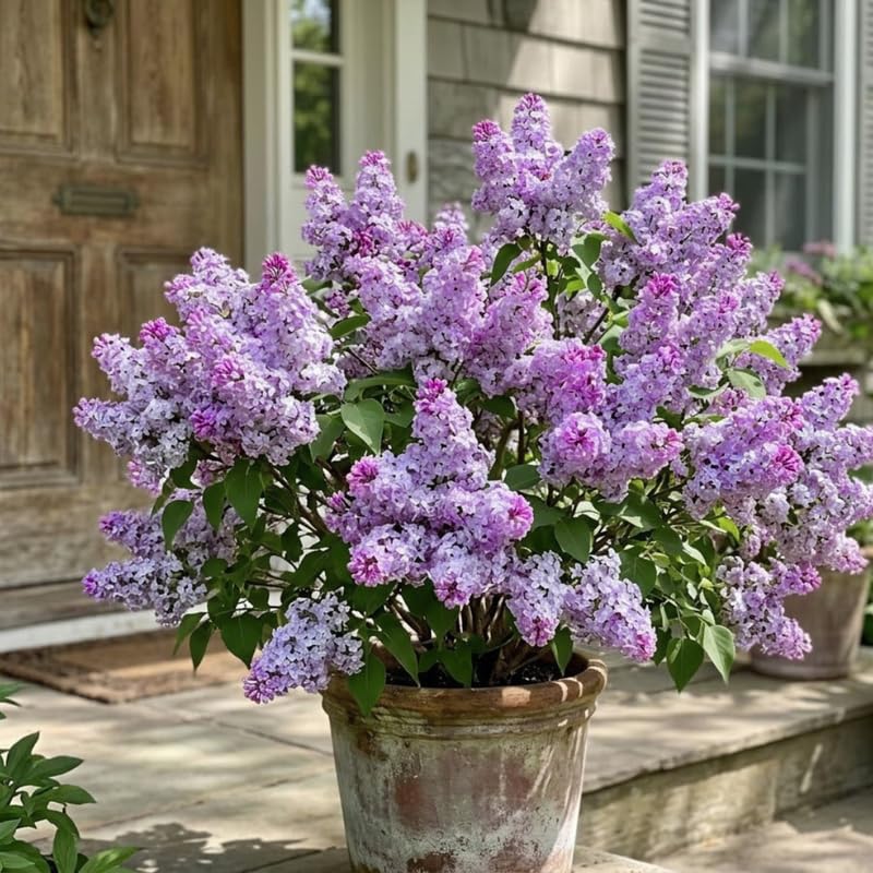 Double Purple Lilac Live Plant, Syringa Flowering Shrub, 14"+ Tall