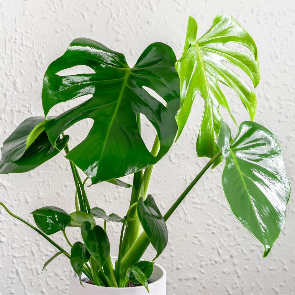 2 Monstera Deliciosa Live Plants, Live Indoor Plant, Split Leaf Philodendron Ready to Grow, 4 to 7 Inches