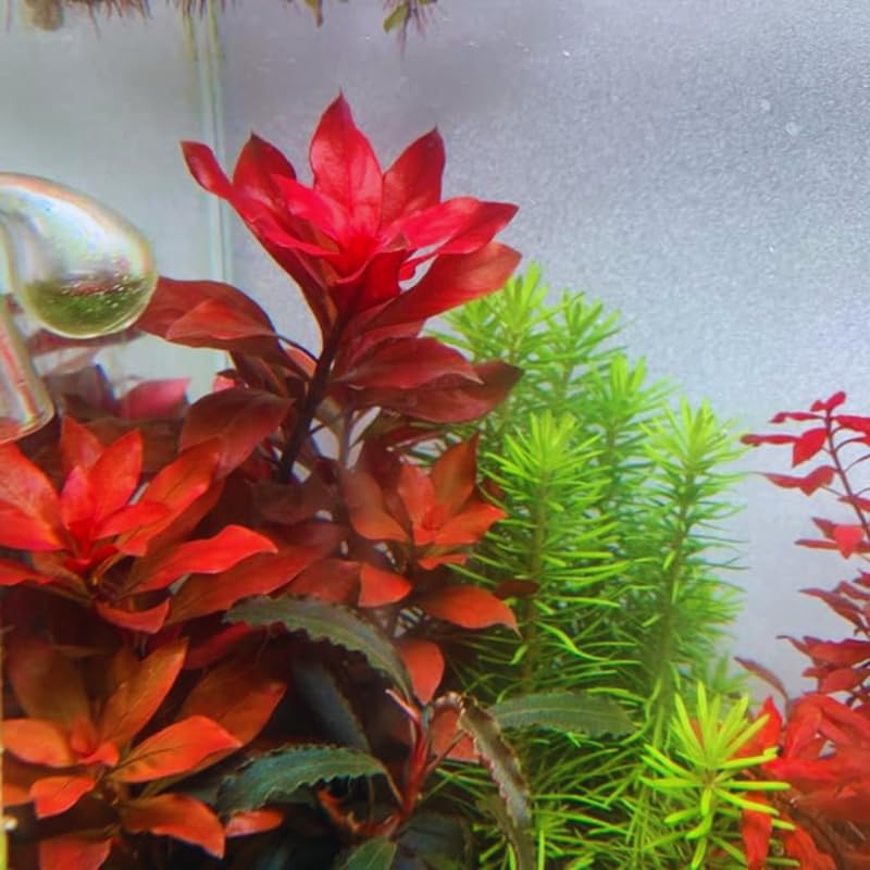 Ludwigia Aquarium Plants Live, 1 Bundle Aquatic Plants, No Root, 5 to 7 Stems, Live Aquarium Plants, Freshwater Aquarium for Planting, Leaves Dark Green to Brownish Red or Deep Red