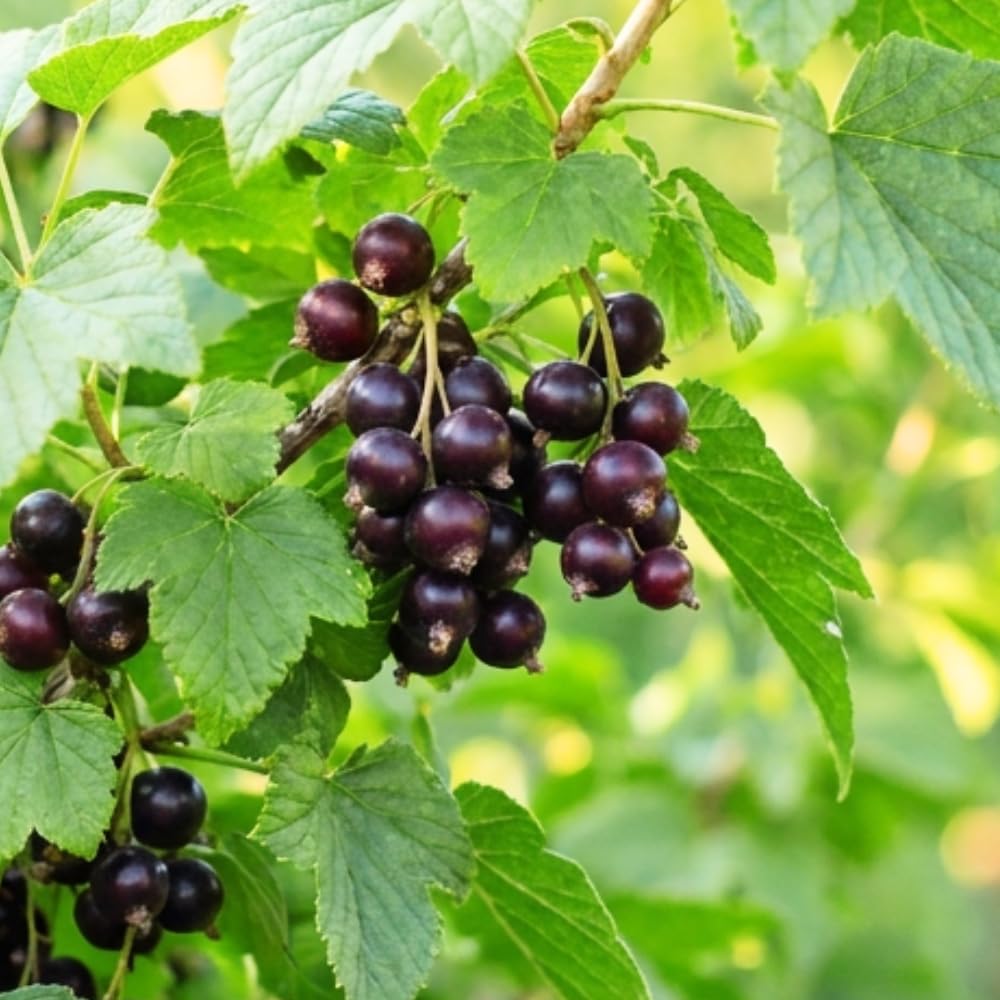 Black Currant Plant Live, Currant Bush, Fruit Bearing Berry, 3-6" Tall