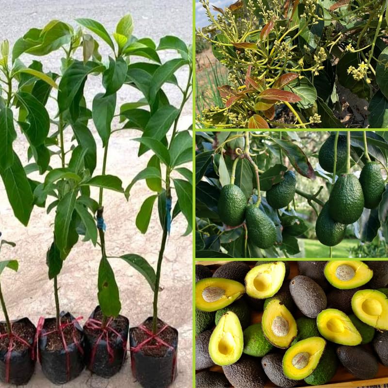 HASS Avocado Tree 3-3.5 Feet Tall, Cold Hardy Avocado Tree Seedlings in 3 Gallon Pot, Container or Garden Planting