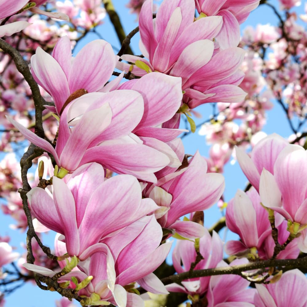Jane Magnolia Live Plant, Fragrant Pink Magnolia Shrubs in 3 Gallon Pot, Cold Hardy, 2 to 3 Feet Height, No Ship to CA