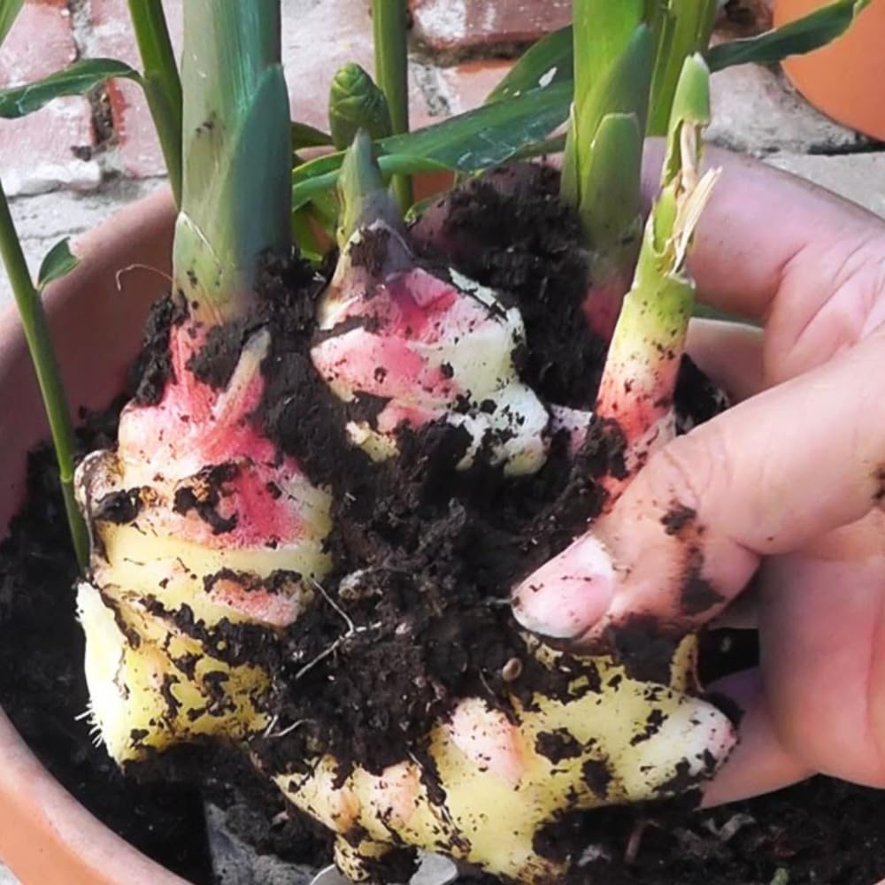 4 Hardy Galanga Thai Ginger Live Plants, Well-Rooted Starter Plant, 5 to 6 Inc Tall, Ginger Herb Plants