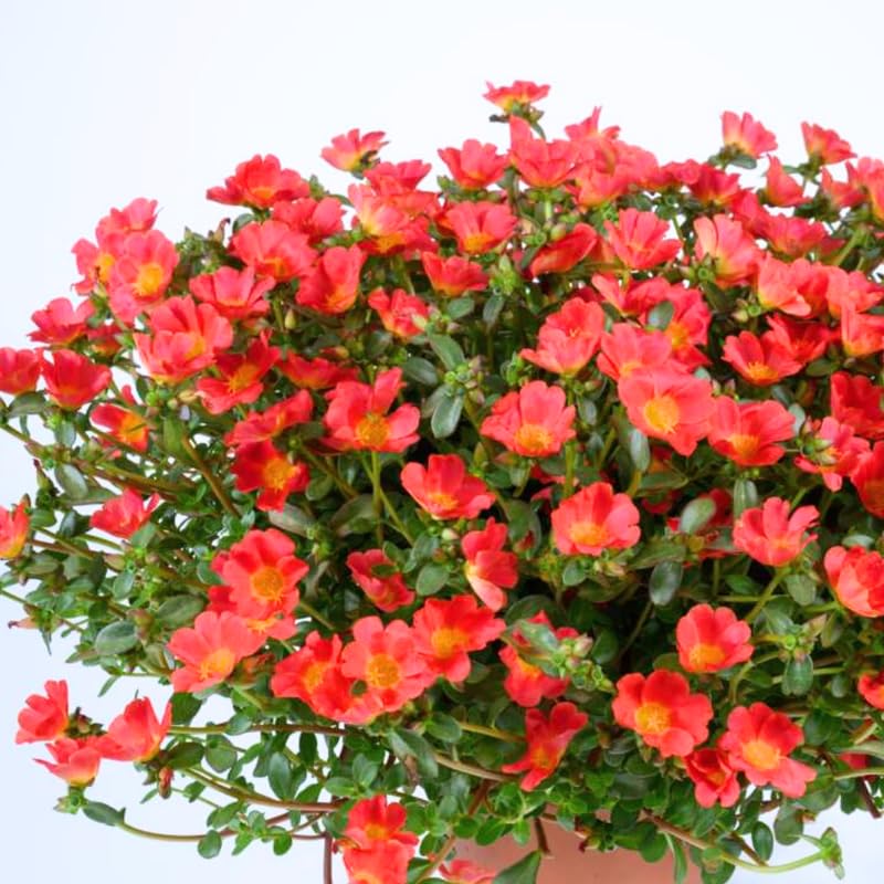 4 Red Moss Rose Plants Live, Portulaca Ground Cover Flowers, 4-6 Inch Tall Plants for Garden or Containers
