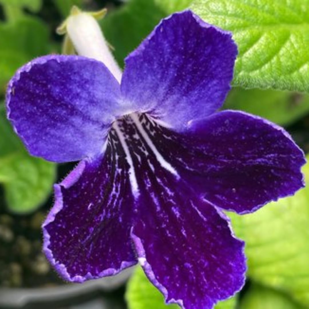 Pack 4 Concord Blue Streptocarpella Plants Live for Spring Gardening, Containers, Hanging Baskets, Size 4 to 7 Inches Tall