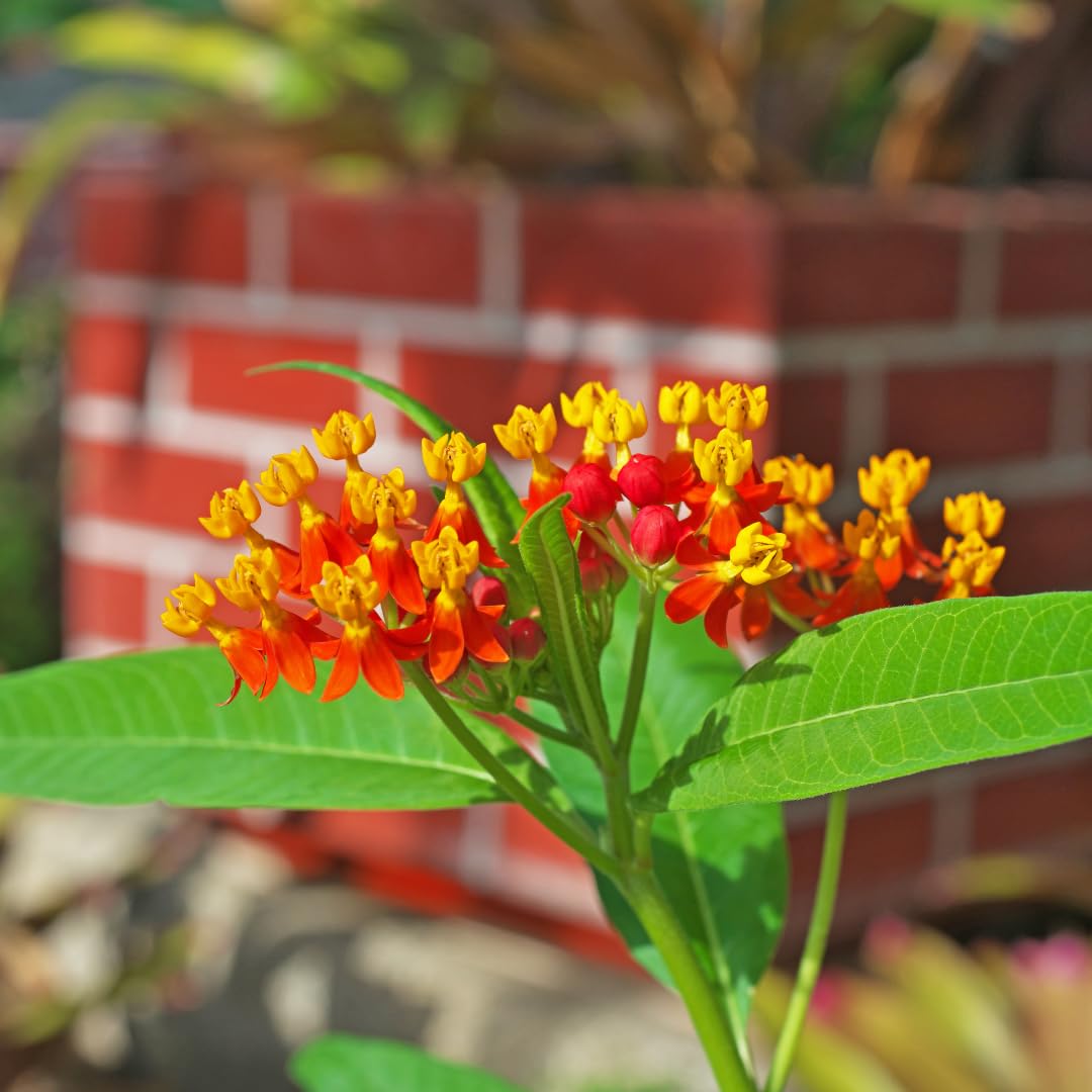 Set of 2 Live Milkweed Plants, Perennial Butterfly Milkweed Plants, Asclepias Tuberosa Plant, 5-8 Inch Tall for Indoor or Outdoor Planting (Red Milkweed)
