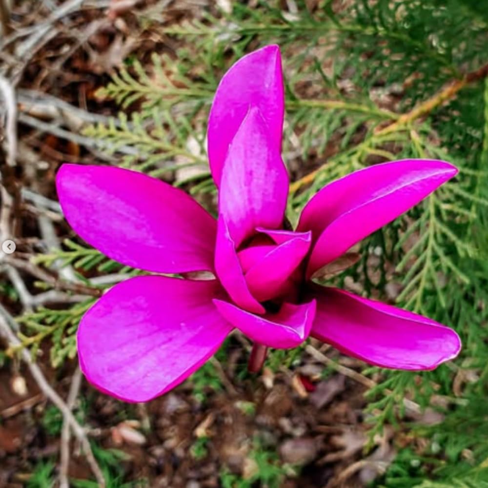 1 Year Old Ann Magnolia Tree in 2.5" Pot, Fragrant Pink Purple Flowers, Dormant in Winter, 6-12 Inch Magnolia Trees Live Plants, No Leaf