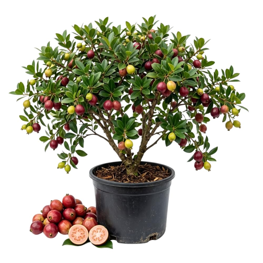 Strawberry Guava Tree Live Plant, Tropical Guava Fruit Tree for Planting, Sweet Fruit, 2-3' Tall in 3 Gallon Pot, No Ship to CA
