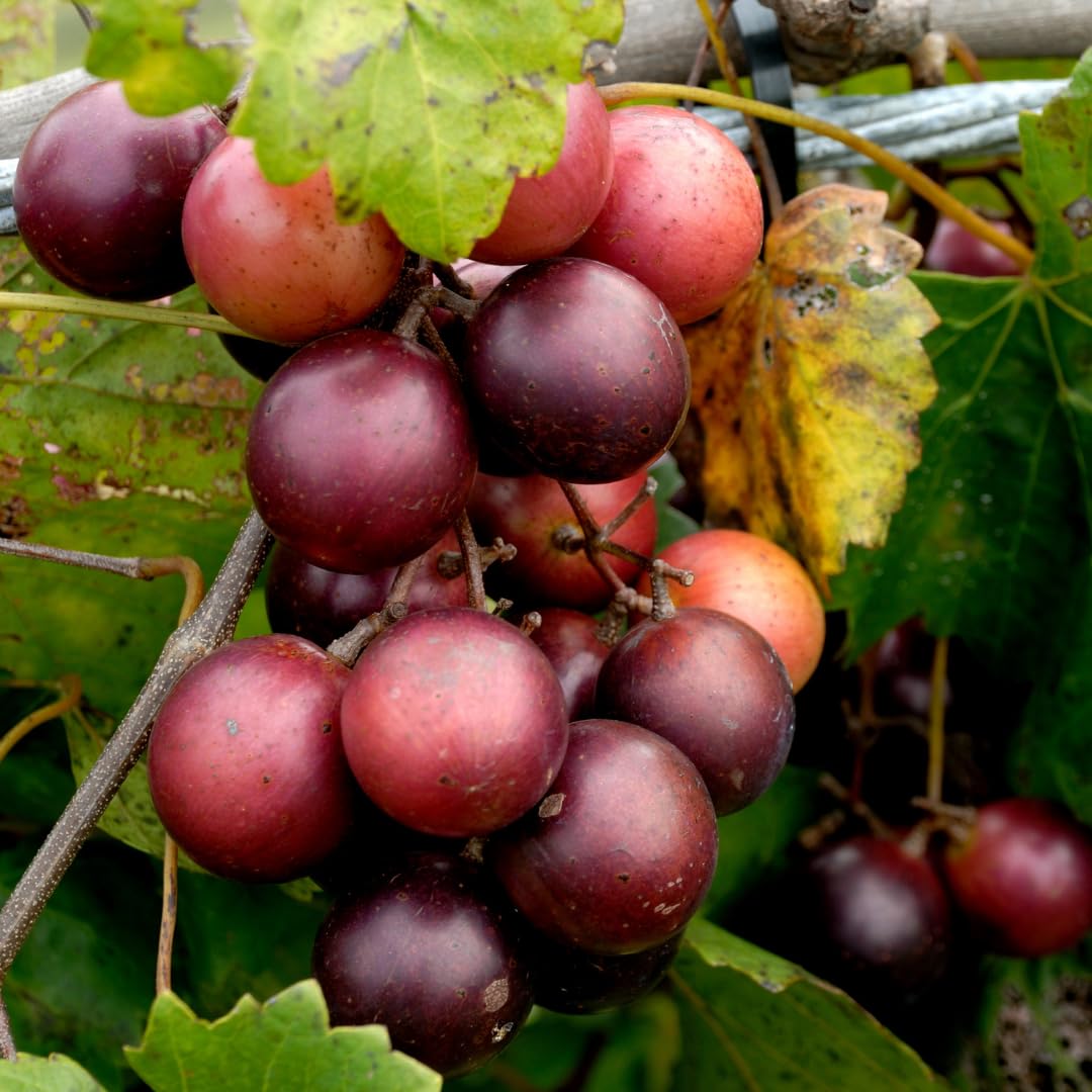 20-24" Black Purple Muscadine Grape Vines Live Plant in 1 Gallon Pot, 1 Year Old Sweet Fruit Grapevine for Trellis and Backyard Growing, Hardy Climbing Vine, No Ship to CA