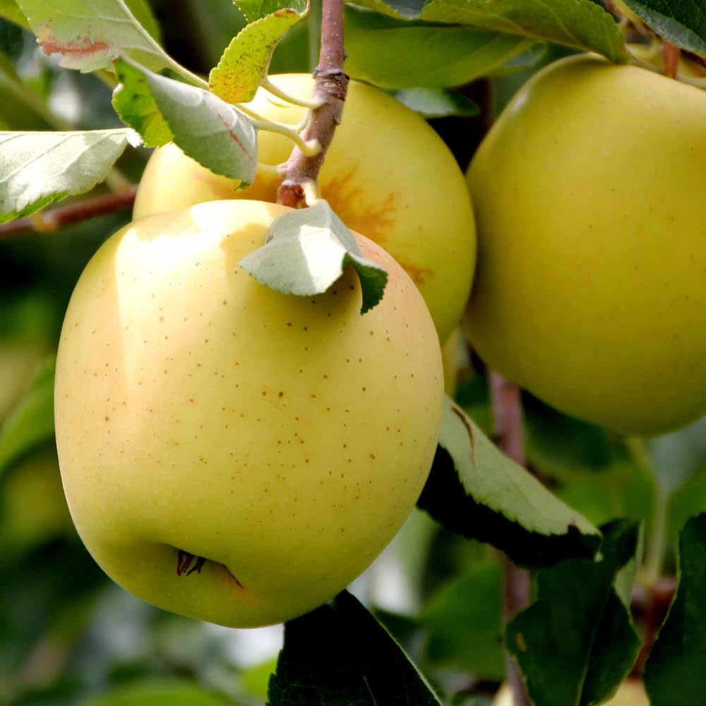 Apple Plant Live, Sweet Apple Plant in 3 Gal, 3-4 Feet Tall, Apple Fruit Tree Outdoor Garden, No Ship to CA (Golden Delicious Apple)