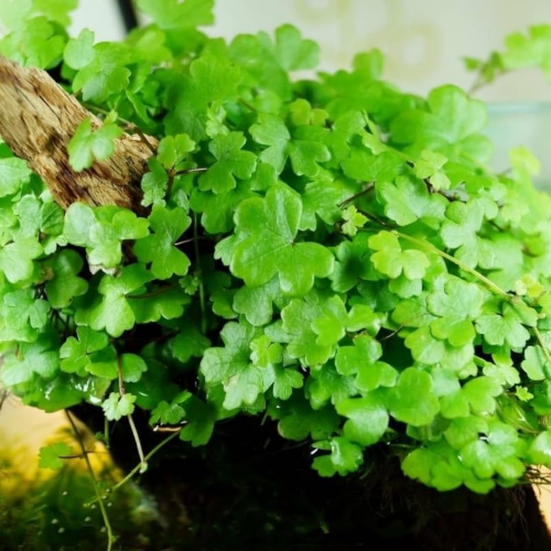 5-7 Japanese Dwarf Pennywort Aquarium Plant Live Stems, Japanese Dwarf Pennywort Aquarium Plant Live, Aquarium Plant Live, Red Ludwigia Live Aquarium Plants