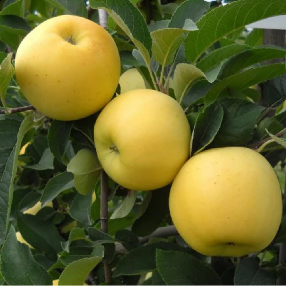 Apple Plant Live, Sweet Apple Plant in 3 Gal, 3-4 Feet Tall, Apple Fruit Tree Outdoor Garden, No Ship to CA (Golden Delicious Apple)
